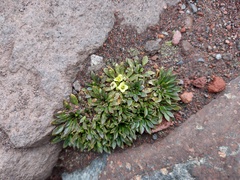 Eudema nubigena