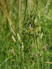 Vicia tetrasperma