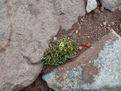 Eudema nubigena