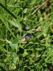 Scutellaria galericulata