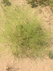 Cycloloma atriplicifolium