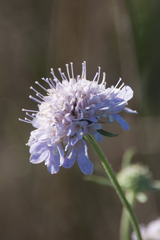 Scabiosa triandra