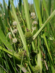 Sparganium erectum