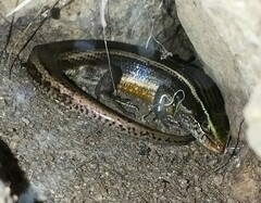 Eutropis carinata