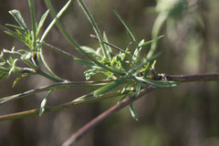 Scabiosa triandra
