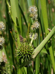 Sparganium erectum