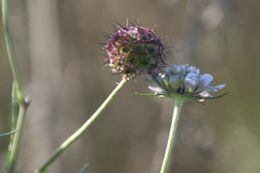 Scabiosa triandra