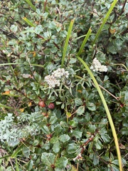 Berberis