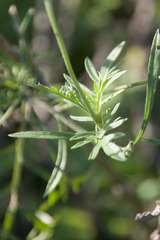 Scabiosa triandra