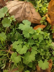 Geranium rotundifolium