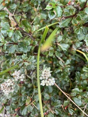 Berberis