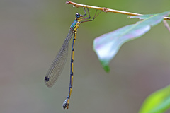 Synlestes selysi