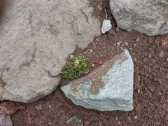 Eudema nubigena