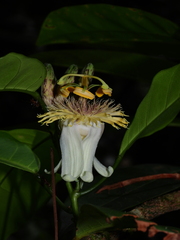 Passiflora plumosa