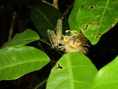 Passiflora plumosa