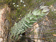 Syncarpha milleflora