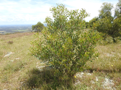 Acacia rubida