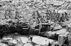 Spheniscus humboldti