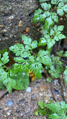 Geranium robertianum