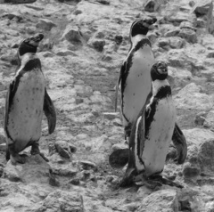 Spheniscus humboldti