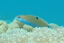 Thalassoma