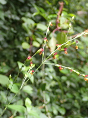 Panicum deustum