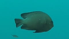 Dascyllus trimaculatus