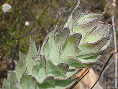 Syncarpha milleflora