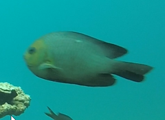 Dascyllus trimaculatus