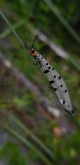 Myrmeleon erythrocephalus