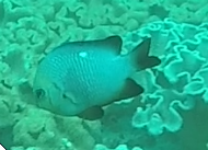 Dascyllus trimaculatus