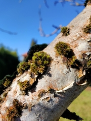 Orthotrichum diaphanum