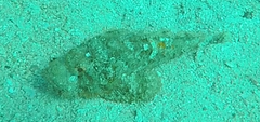 Scorpaenidae