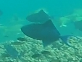 Odonus niger