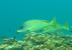 Plectorhinchus gaterinus