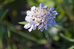 Scabiosa triandra