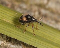 Nanophyes marmoratus