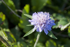 Scabiosa triandra