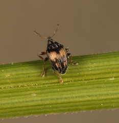 Nanophyes marmoratus