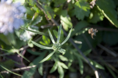 Scabiosa triandra