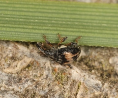 Nanophyes marmoratus