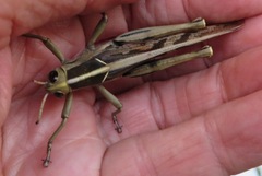 Acanthacris ruficornis