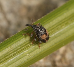Nanophyes marmoratus