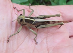 Acanthacris ruficornis