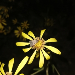 Hydrillodes lentalis