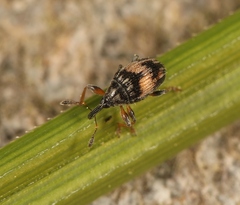Nanophyes marmoratus