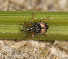 Nanophyes marmoratus