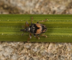 Nanophyes marmoratus