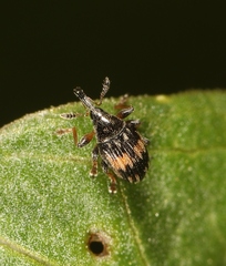 Nanophyes marmoratus