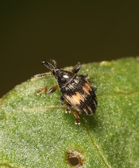 Nanophyes marmoratus